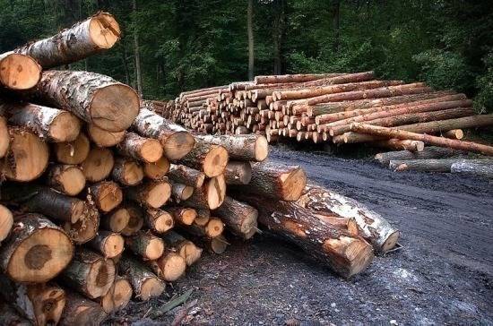Счётная палата оценила ущерб от незаконной рубки лесов