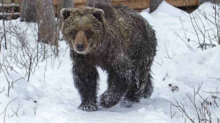Бегущего по тоннелю из России в Южную Осетию медведя сняли очевидцы на видео