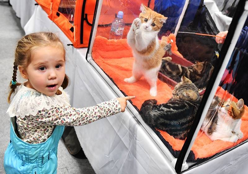 Голландские ученые предложили посадить кошек на поводок