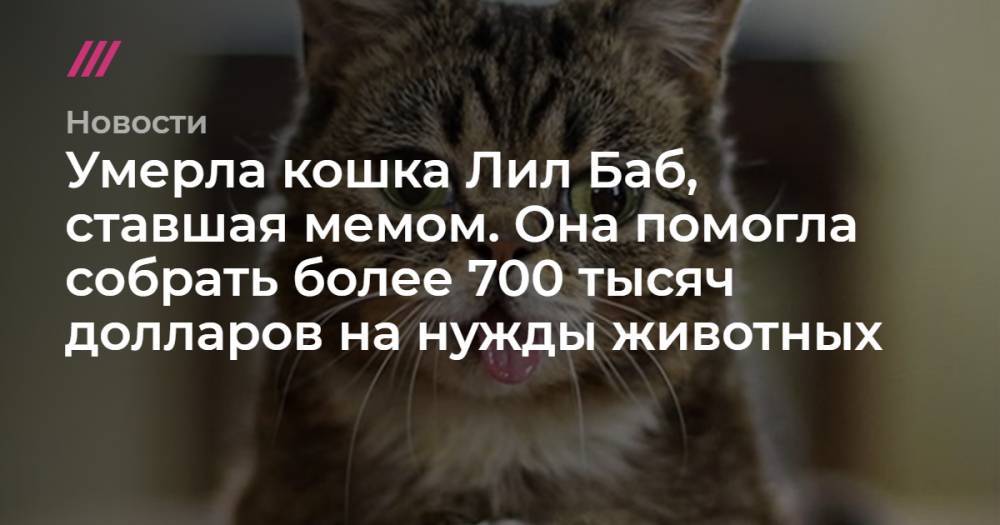 Умерла кошка Лил Баб, ставшая мемом. Она помогла собрать более 700 тысяч долларов на нужды животных
