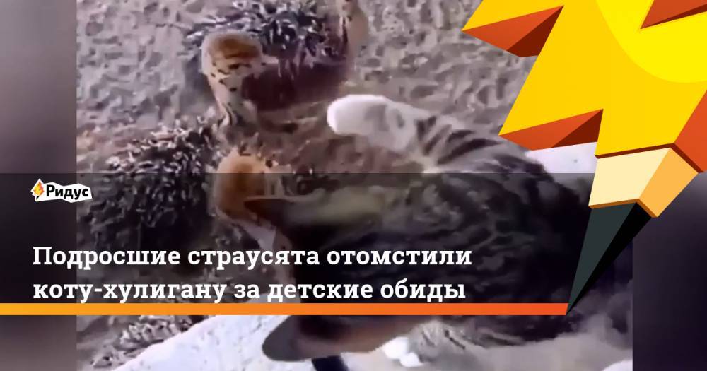 Подросшие страусята отомстили коту-хулигану за детские обиды