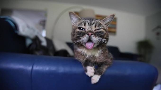 Умерла Лил Баб — знаменитая кошка с высунутым языком