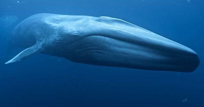 Измерена частота пульса синего кита