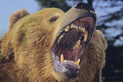 Медведь залез в дом и загрыз россиянина