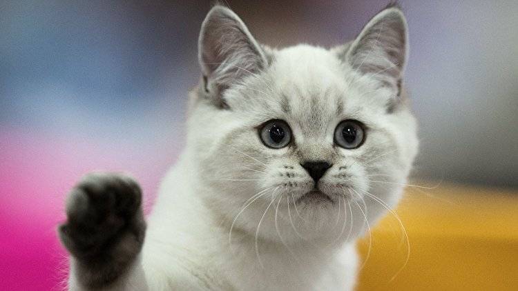 Ученые рассказали, можно ли понять кошачье настроение
