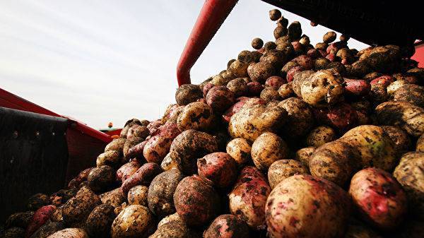 Эксперт назвал зависимость Украины от картофеля из Африки позором
