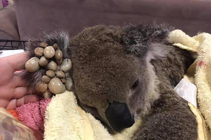 Опубликованы печальные снимки искусанной клещами истощенной коалы