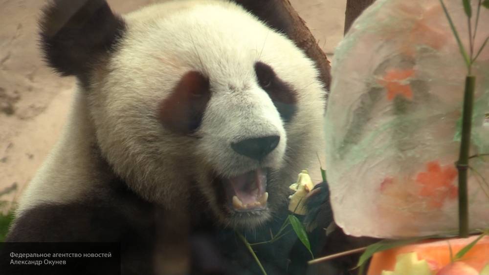 В Московском зоопарке панды берут уроки рисования