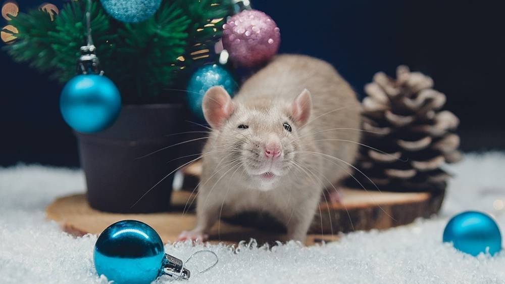 Крысы принесут богатство и счастье в Новом году