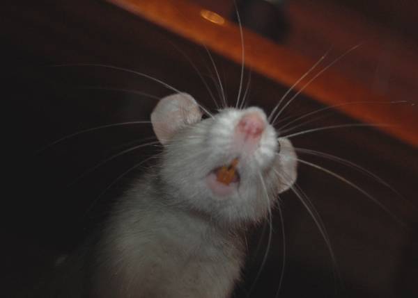 Новогодние хлопоты: Что делать, если вам подарили живую крысу - советы зоолога