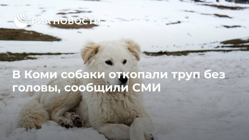 В Коми собаки откопали труп без головы, сообщили СМИ
