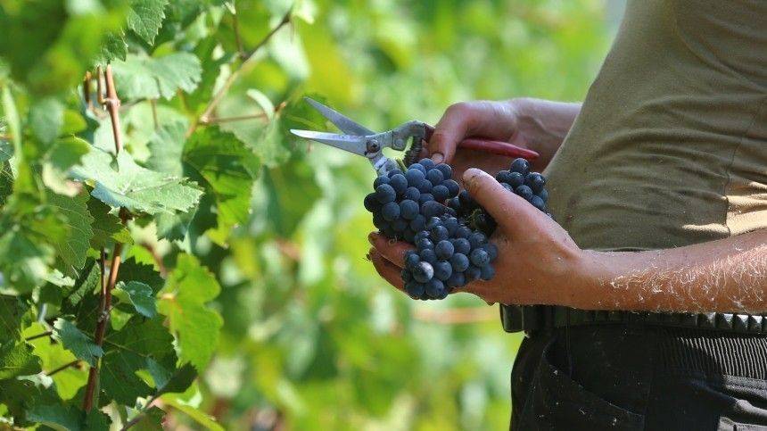 Вино России: опубликован текст закона о виноградарстве и виноделии