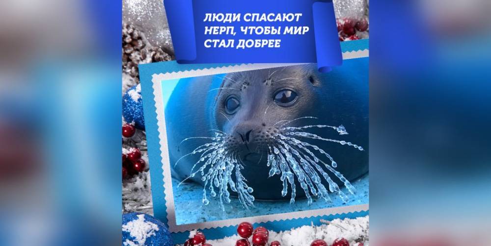 Крошик поздравил петербуржцев с Новым годом