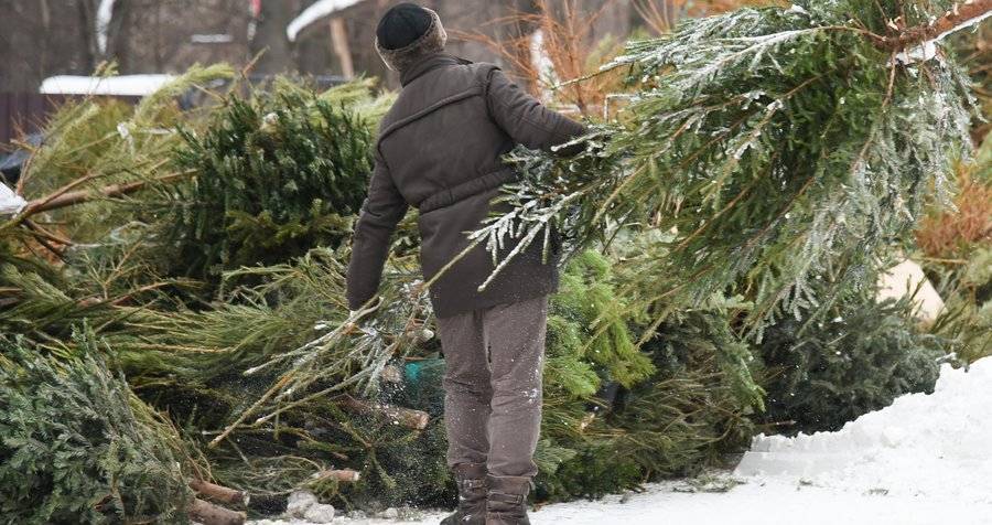 Акция по утилизации новогодних елок стартует 5 января