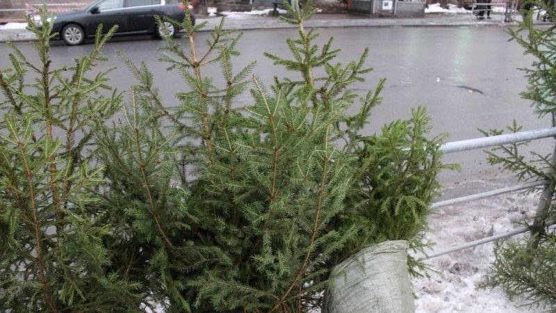 379 точек утилизации новогодних елок заработает в Москве с 5 января