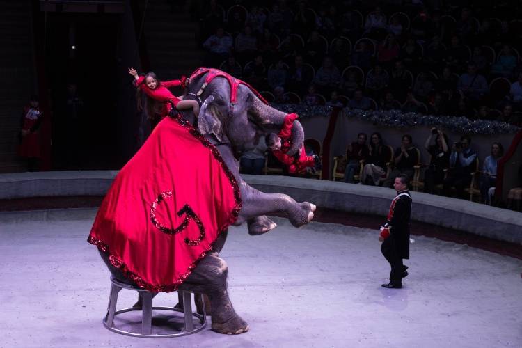 Медведев определил требования к использованию животных в российских цирках