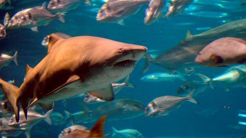 В желудке 3-метровой акулы обнаружили человеческие останки - Cursorinfo: главные новости Израиля