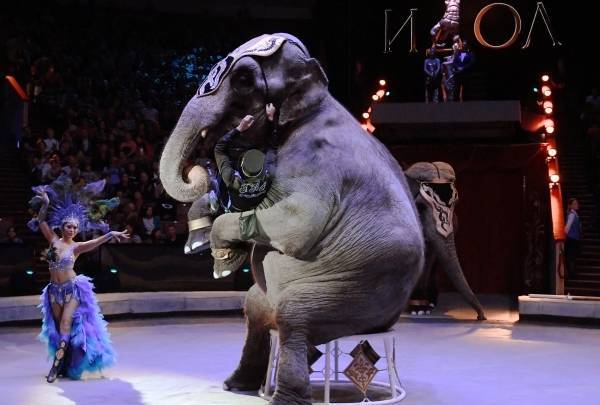 Дмитрий Медведев подписал постановление об использовании животных в цирках