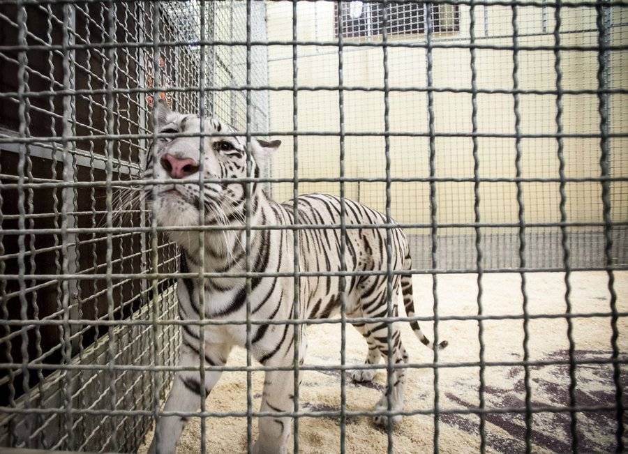 В РФ ввели требования по использованию и содержанию животных в цирках и зоопарках