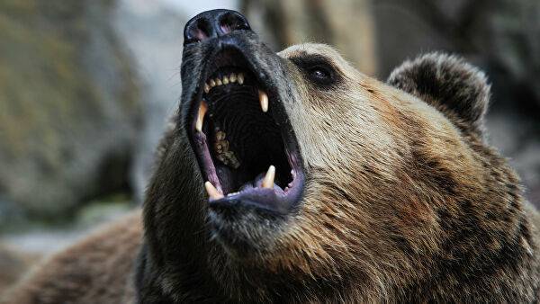 Медведь залез в дом и загрыз россиянина