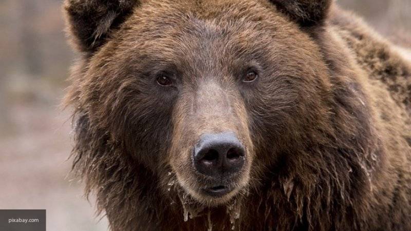Мужчина погиб в Иркутской области&nbsp;в результате нападения медведя