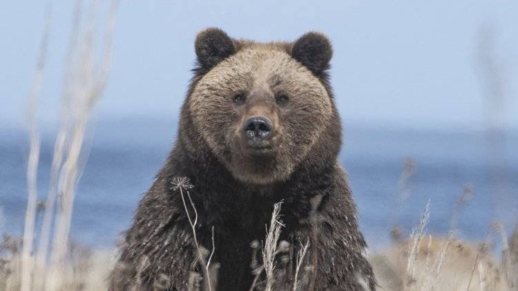 Медведь загрыз мужчину в собственном доме в Иркутской области