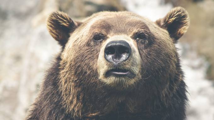 В Иркутской области медведь забрался в дом к пенсионеру и загрыз его