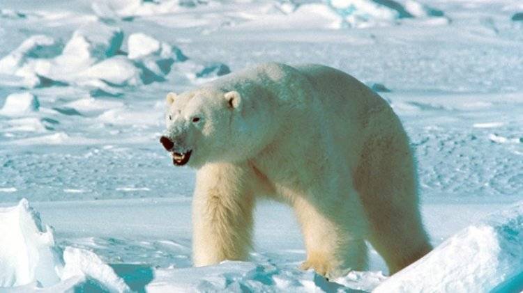 Специалисты Чукотки ищут белого медведя с надписью «Т-34» на боку