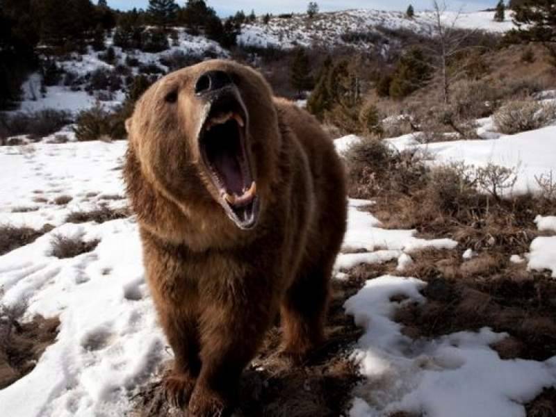 В Иркутской области медведь забрался в дом мужчины и загрыз его