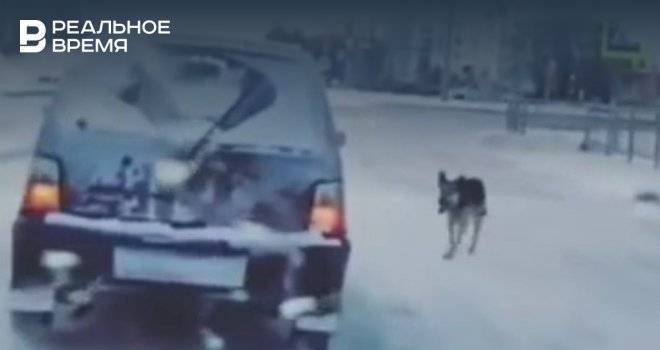 В Челнах жители сняли на видео, как брошенная собака бежит за машиной хозяина