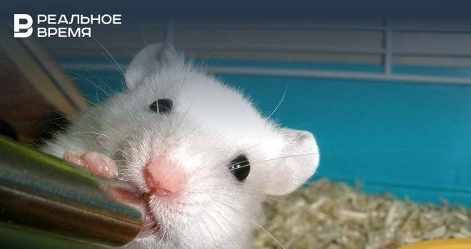 Ученые нашли метод борьбы с алкоголизмом, отучив мышей от крепкого спиртного