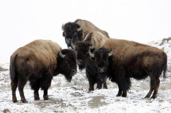 В Якутию завезут 30 канадских бизонов в 2020 году