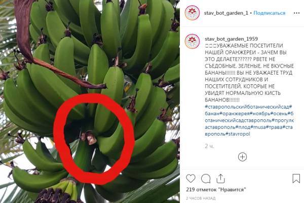 Ботанический сад в Ставрополе установит таблички для поедающих незрелые бананы горожан