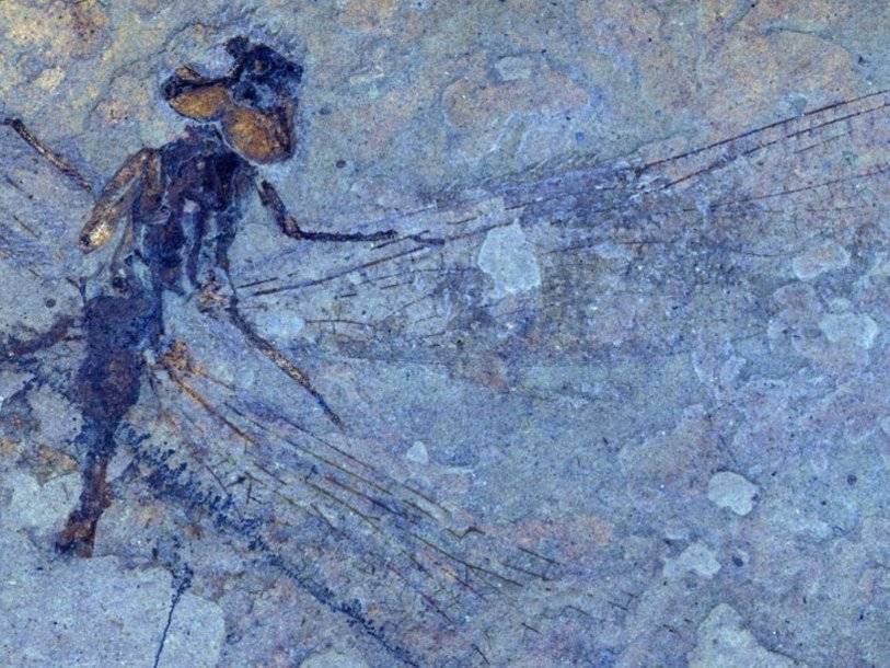 Палеонтологи открыли шесть видов стрекоз, живших около 50 миллионов лет назад