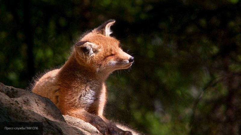 Ученые усомнились в достоверности 60-летнего эксперимента по одомашниванию лис