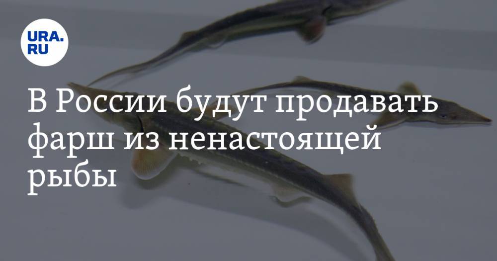 В России будут продавать фарш из ненастоящей рыбы