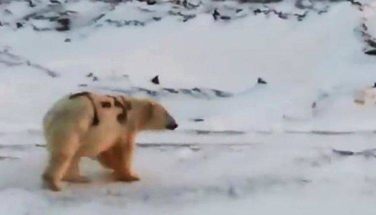 Ученый заявил об отсутствии угроз для жизни белого медведя с надписью «Т-34»