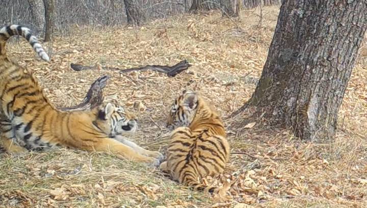 Игры трех диких амурских тигрят попали на видео