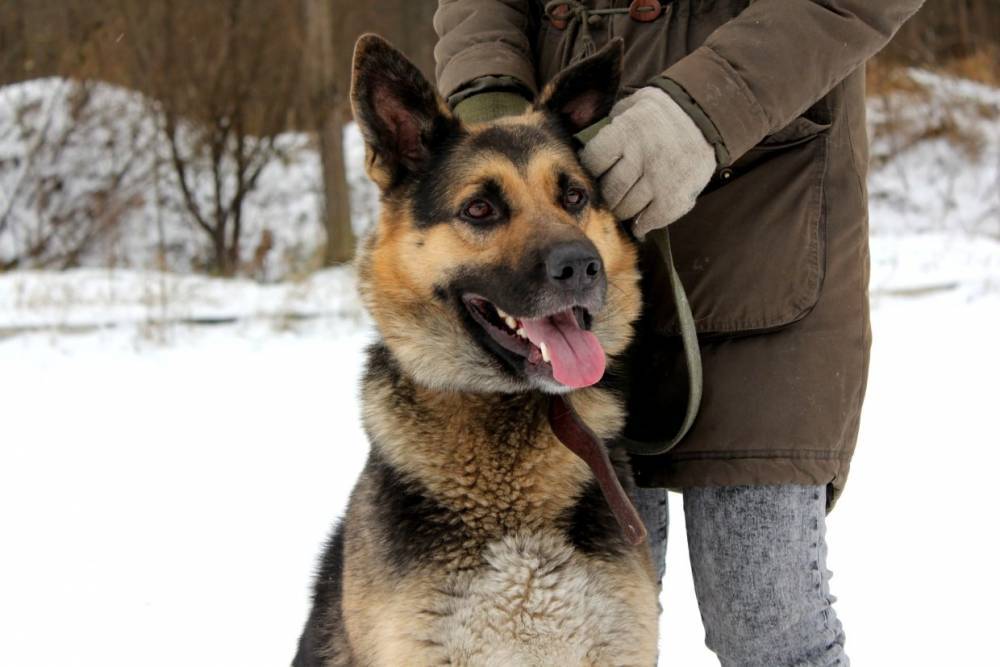 Фонд помощи животным приглашает новгородцев на благотворительные прогулки с собаками