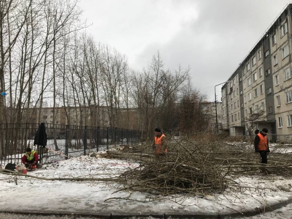 Подрядная организация избавит Петрозаводск от аварийных деревьев