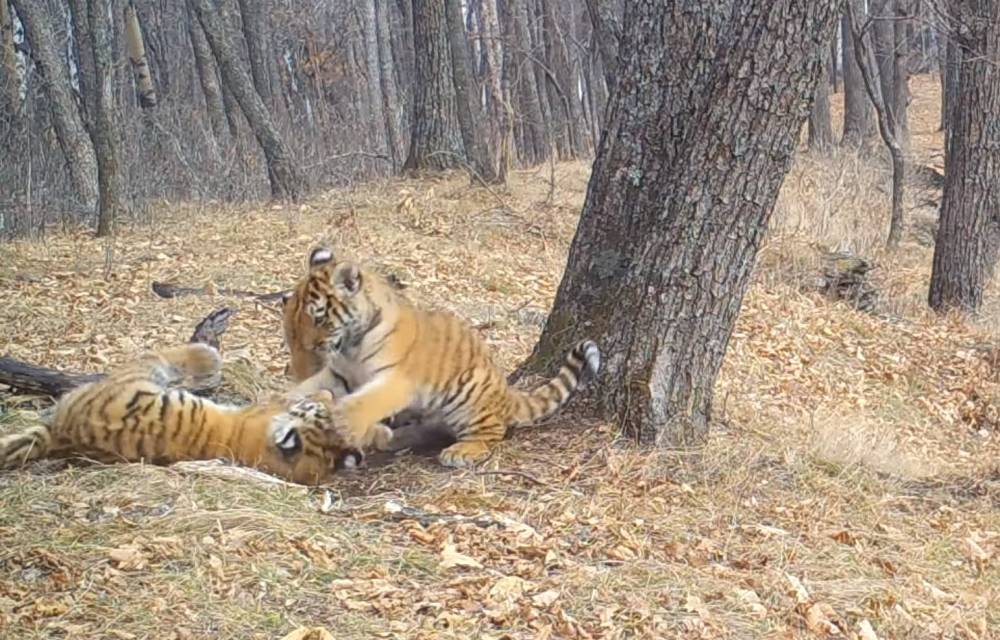 Редкие кадры игры амурских тигрят в заповеднике попали в Сеть
