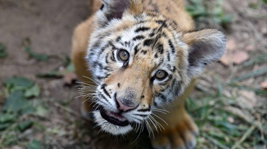 Игры диких тигрят в парке «Земля леопарда» попали на видео