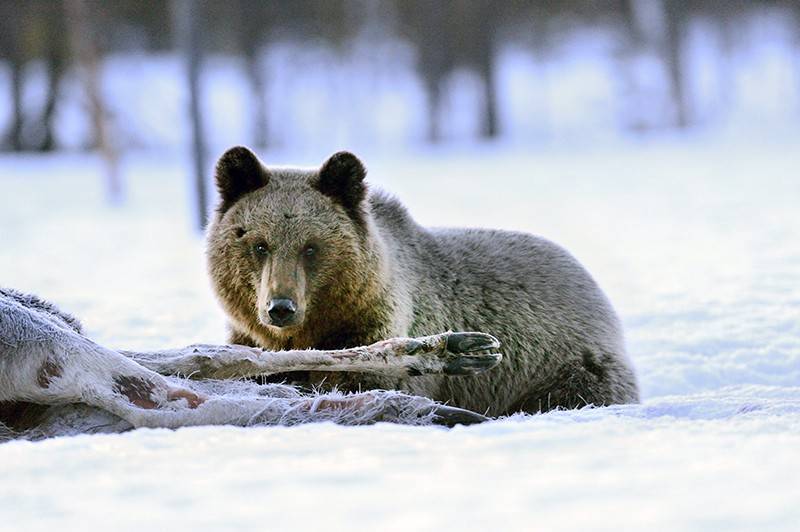 Лось, лисица и семеро медведей погибли от нелепой случайности