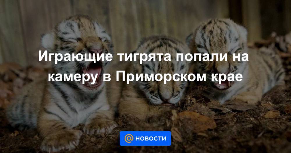 Играющие тигрята попали на камеру в Приморском крае
