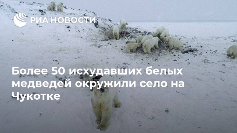 Более 50 исхудавших белых медведей окружили село на Чукотке