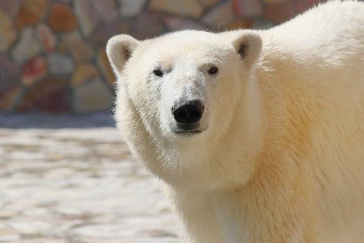 Белые медведи окружили село на Чукотке
