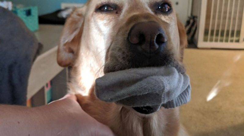 Собака каждый день удивляет хозяйку странными подарками, которые ставят ее в тупик