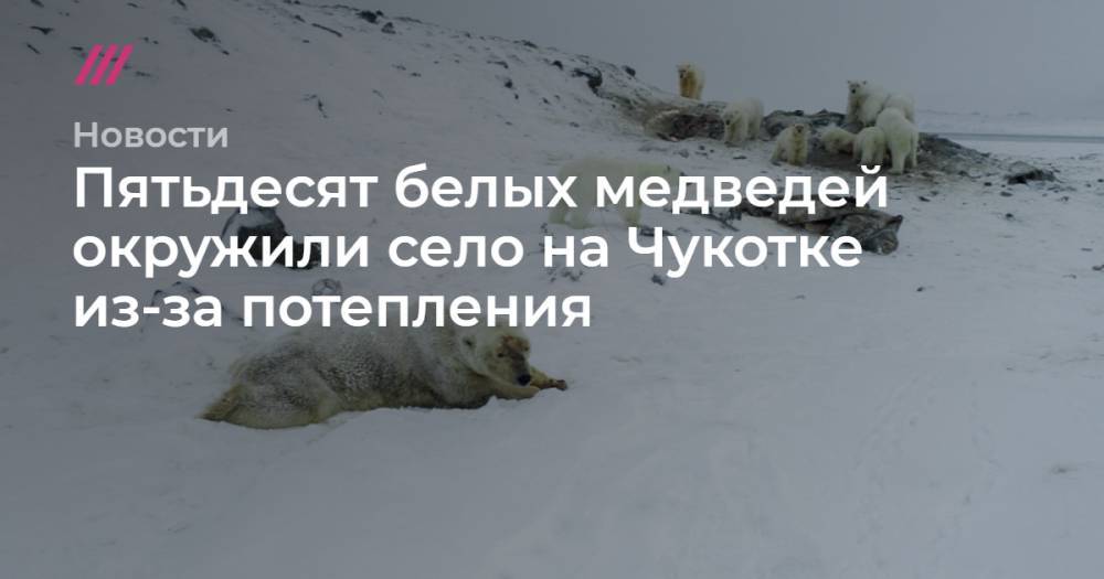 Пятьдесят белых медведей пришли в село на Чукотке из-за потепления
