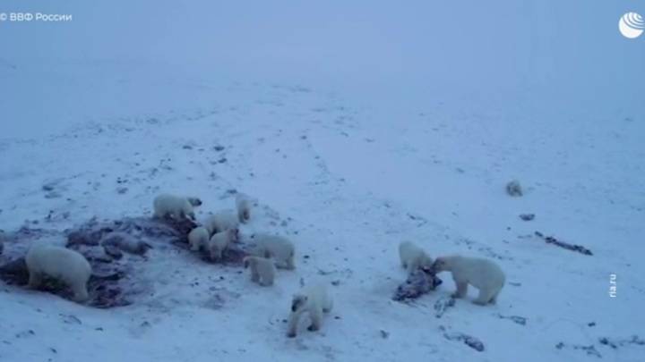 Чукотку оккупировали белые медведи