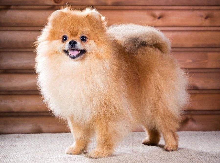 Названа самая популярная порода собак у россиян
